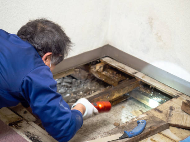 Best Commercial Mold Removal  in Key Vista, FL