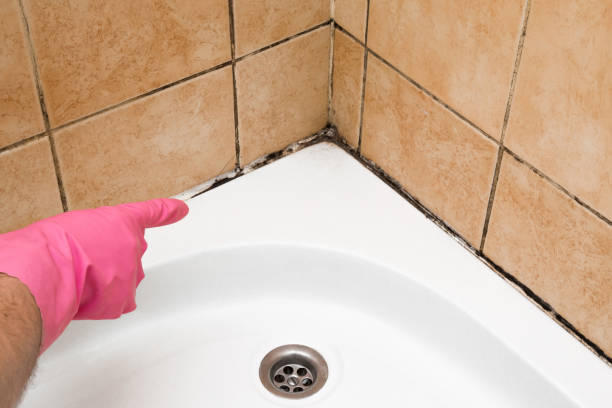 Mold Removal Process in Key Vista, FL